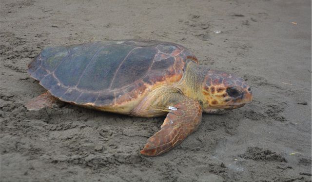 Tedavileri tamamlanan caretta carettalar denizle buluştu