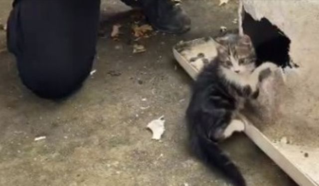 Başı küvetin giderine sıkışan kedi kurtarıldı