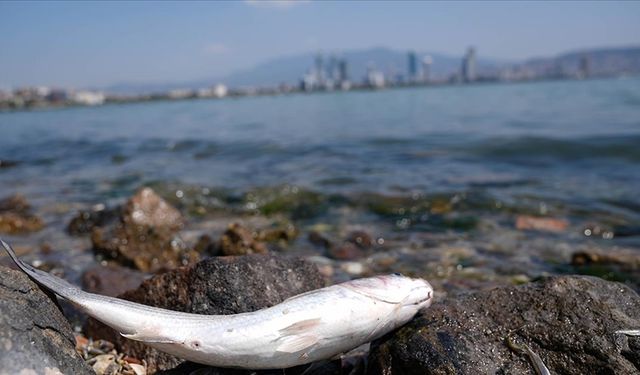 İzmir Körfezi'nde balık ölümleri devam ediyor