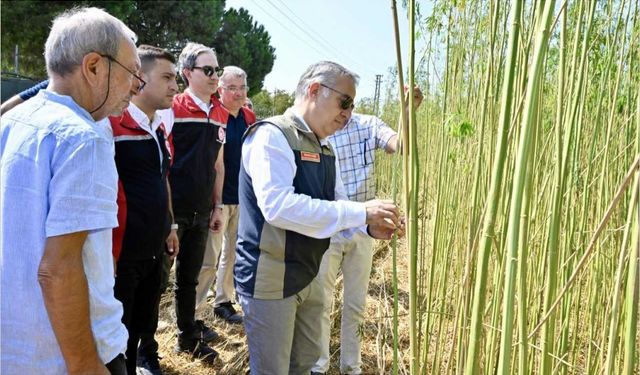 Lif ve tohum üretimi amacıyla yetiştirilen kenevirin hasadı yapıldı