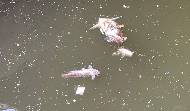 İzmir Körfezi'nde balık ölümleri sürüyor