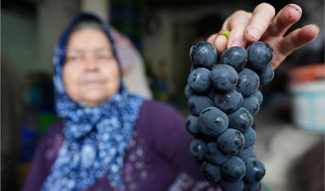 İzmir'in tescilli üzümü Kavacık, dolu ve sağanağa karşı çuvallarla korunuyor