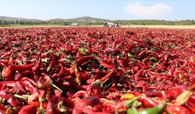 Kırmızı biberde hasat ve kurutma mesaisi başladı