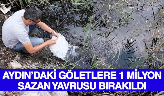 Aydın’daki göletlere 1 milyon sazan yavrusu bırakıldı