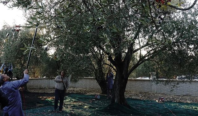 Yaklaşık 11 asırlık ağaçtan zeytin hasadı