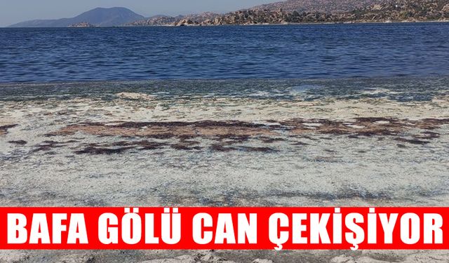 Bafa Gölü can çekişiyor