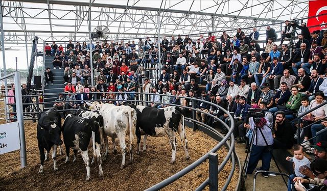 Hayvancılıkta aracılığın önüne geçilen mezatta genç ve kadın üreticilere yem desteği