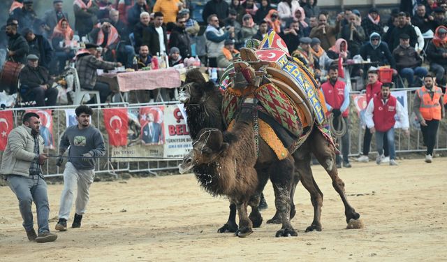 Aydın’da deve güreşi heyecanı başlıyor: İlk tarih belli oldu