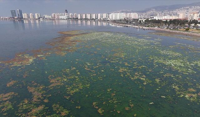 İzmir Körfezi'nde yosunlar yeşil örtü oluşturdu
