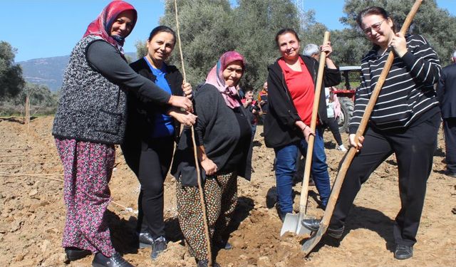 Ödemiş'te ipek böceği yetiştiriciliği için dut fidanı dikildi
