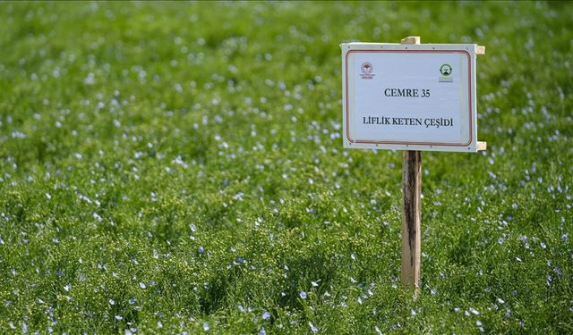 Kuraklığa dayanıklı geliştirilen keten tohumları tanıtıldı