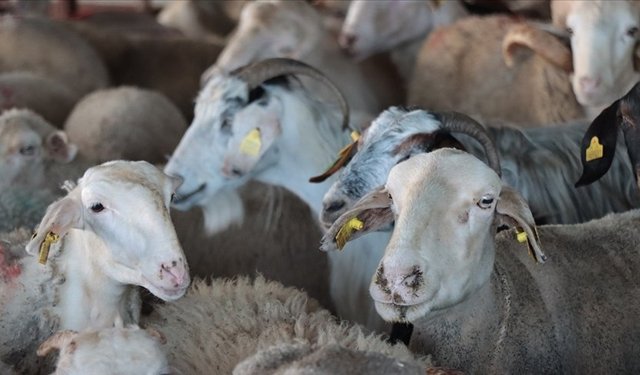 Aydın'da güncel kurban fiyatları ne kadar? İşte son liste