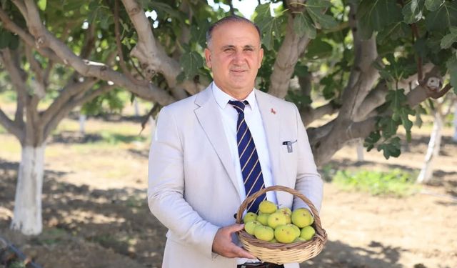 Başkan Kaya, Erbeyli’de incir hasadına katıldı