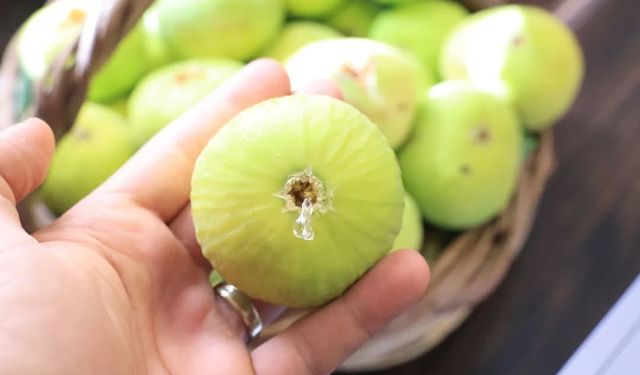 Altın değerinde fırsat! Bozdoğan’da incir bahçesi icradan satılık