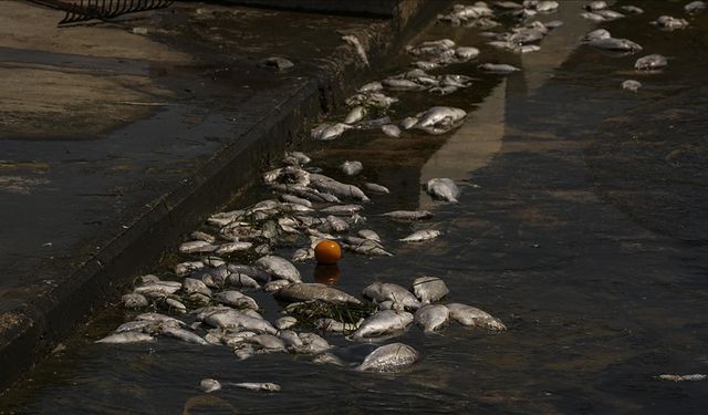 İzmir Körfezi'ndeki balık ölümleri sürüyor