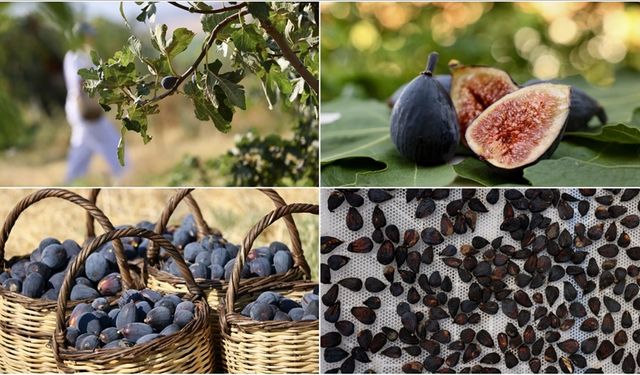"Siyah Orak" incirinin hasadı sürüyor