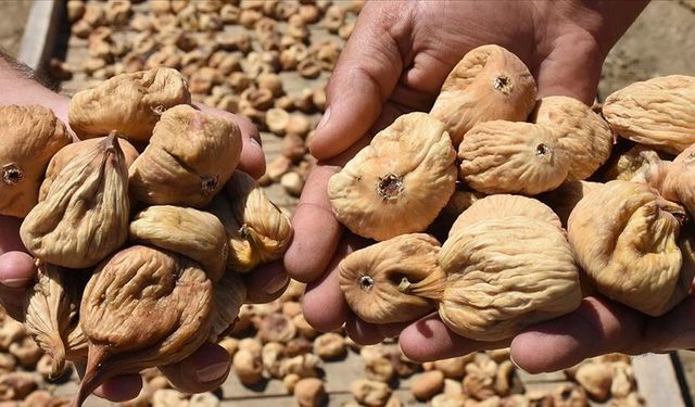 Tariş açıkladı! Aydın’da kuru incir fiyatı belli oldu