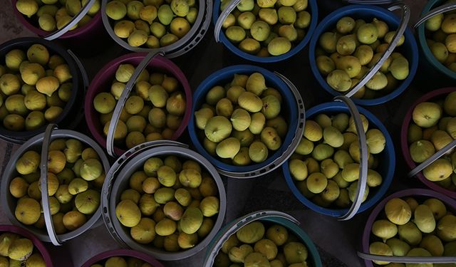 Aydın’da Beklenen An Geldi! İncir Hasadı Ne Zaman Başlıyor?