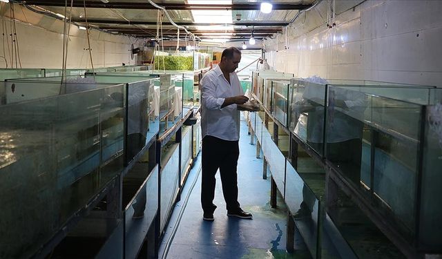 Akvaryum merakıyla başladığı balık yetiştiriciliğinde yıllık 2 milyon üretime ulaştı