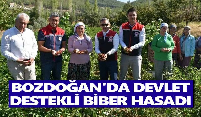 Bozdoğan'da devlet destekli biber hasadı