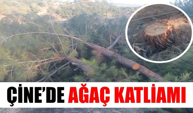 Çine’de ağaç katliamı