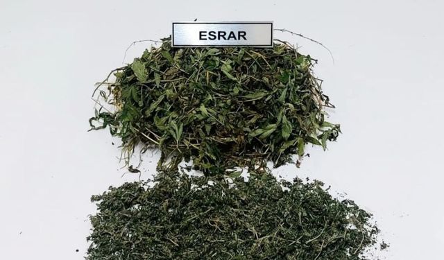 Sultanhisar'da esrar operasyonu