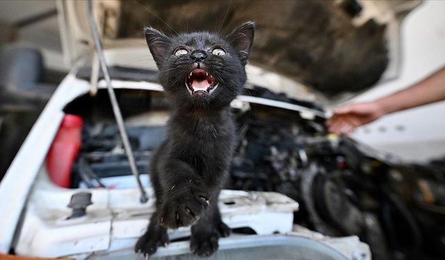 Tamire getirilen otomobilin motor kısmından çıkarılan kediyi usta sahiplendi
