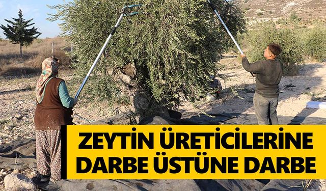 Zeytin üreticilerine darbe üstüne darbe