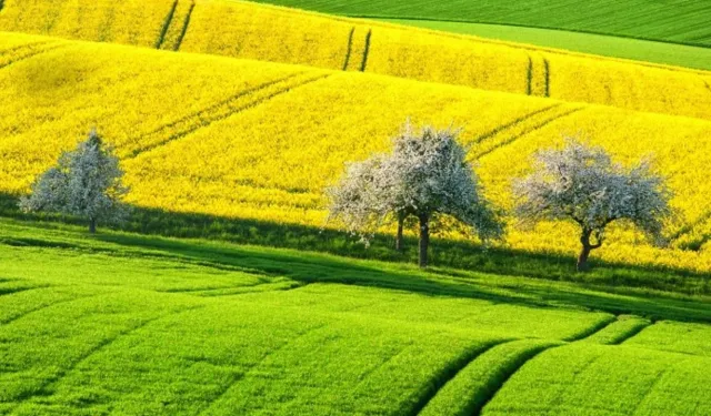 Yatırımcıların radarında olabilir: Aydın Didim’de imarlı arsa mahkeme yoluyla satışa sunuldu