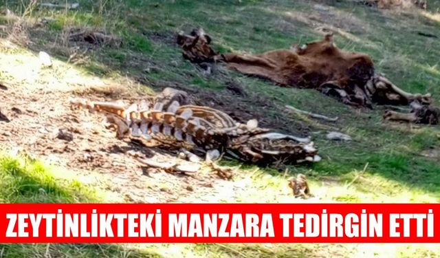 Aydın'da zeytinlikteki manzara tedirgin etti