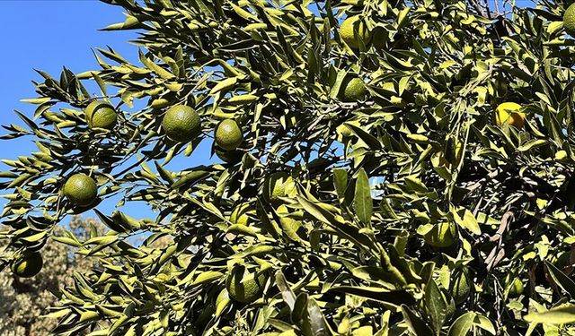 Bodrum mandalinasında rekolte beklentisi yüksek