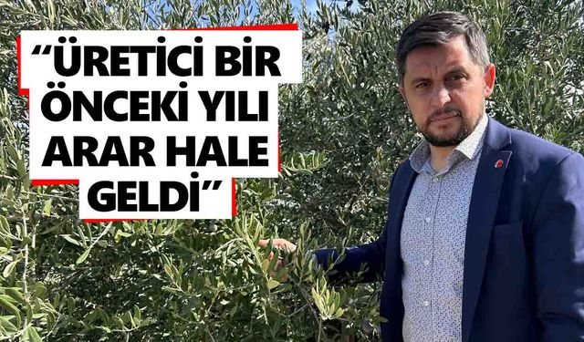 Bozdoğan'da zeytin hasadı başladı