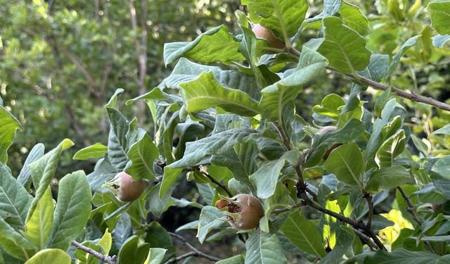 Aydın’da Neredeyse Her Bahçede Yetişen O Meyve Kansere Karşı Kalkan Gibi Koruyor!