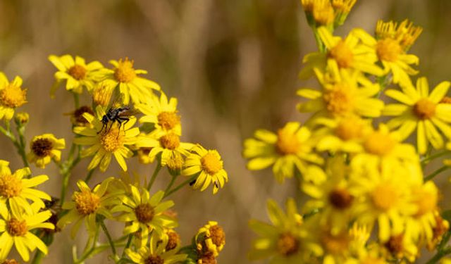 Aydınlılar Dikkat! Papatya Sandığınız Bu Bitki Zehir Saçıyor!