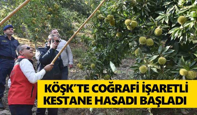Köşk’te coğrafi işaretli kestane hasadı başladı