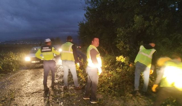 Söke-Bağarası karayoluna devrilen ağaç trafiği aksattı