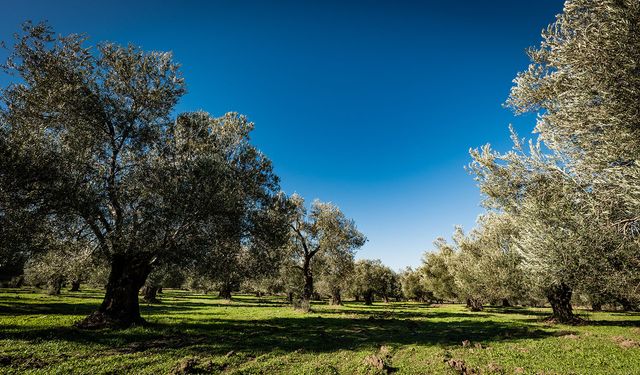 Efeler’de dikkat çeken satış: Zeytinlik ve konutların da olduğu 7 taşınmaz satışa çıkıyor