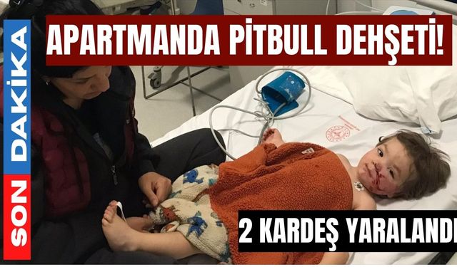 Apartmanda Pitbull dehşeti: 2 kardeş yaralandı