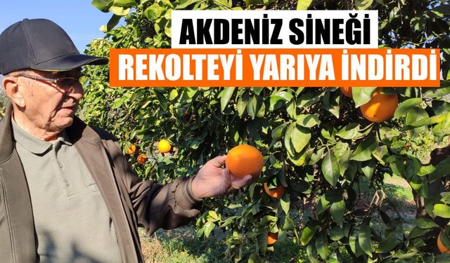 Atçalı portakal üreticisi zorda