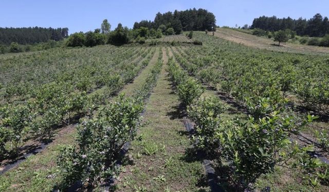 Aydın'da Bunu Eken Köşeyi Dönüyor! Getirisi 1 Milyonu Geçiyor