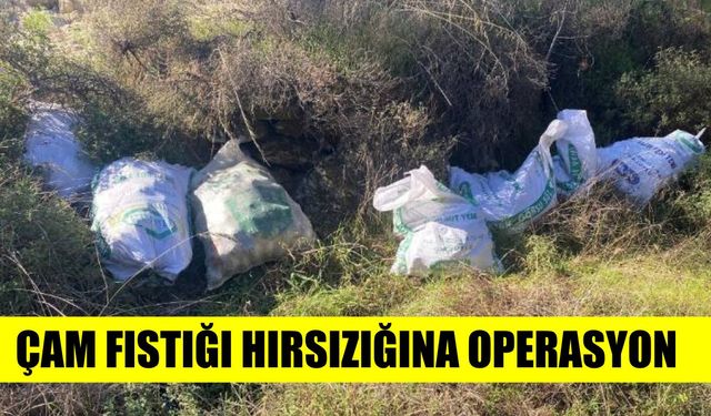 Aydın'da çam fıstığı hırsızlığına operasyon