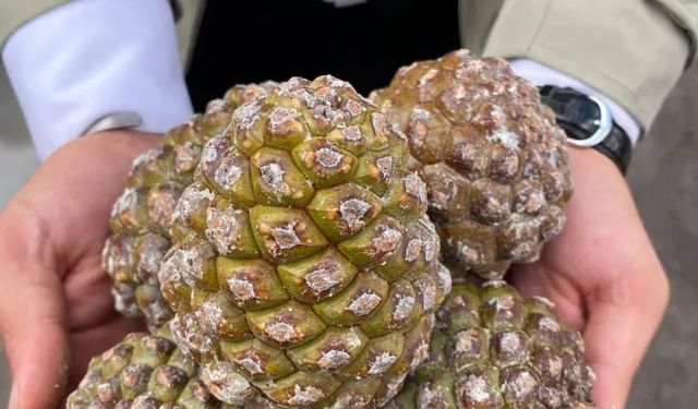 Aydın’ın çam fıstığı üretiminde sahip olduğu güç sahada incelendi