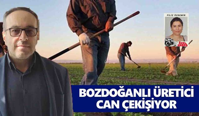 Bozdoğanlı üretici can çekişiyor