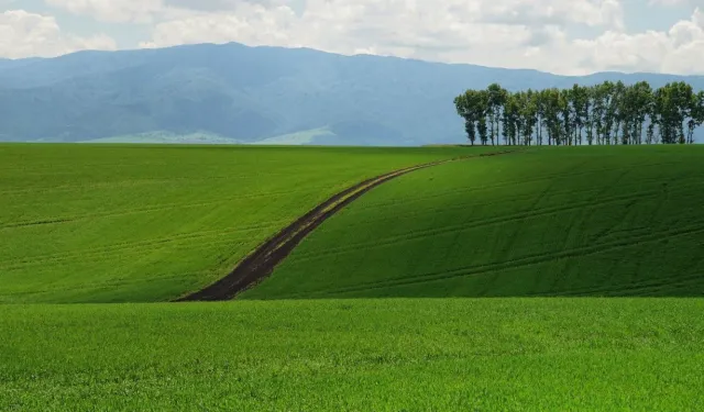 Fiyatı Gören İnanmakta Zorlanacak! Aydın'da İcraya Düşen Bahçeli Ev Bu Fiyata Verilecek