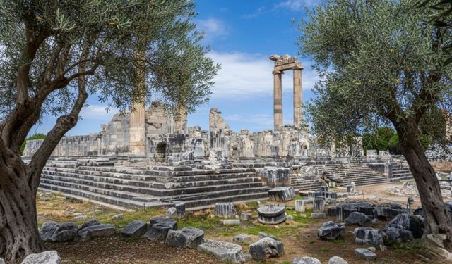 Gençay: Zeytin ağacı Didim’in hafızasıdır