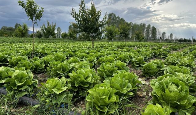 Aydın’da tarımla ilgilenenleri yakından etkileyen satış
