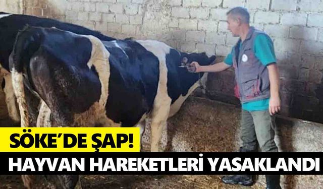 Söke’de şap! Hayvan hareketleri yasaklandı