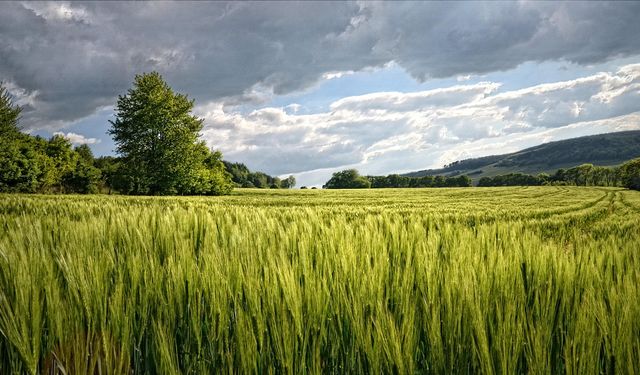 Aydın'da devasa arazi ve ev mahkemeden bu rakama satılacak!