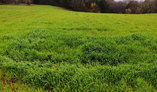 Aydın'da İkinci El Araba Fiyatına Bahçeli Ev Satılacak