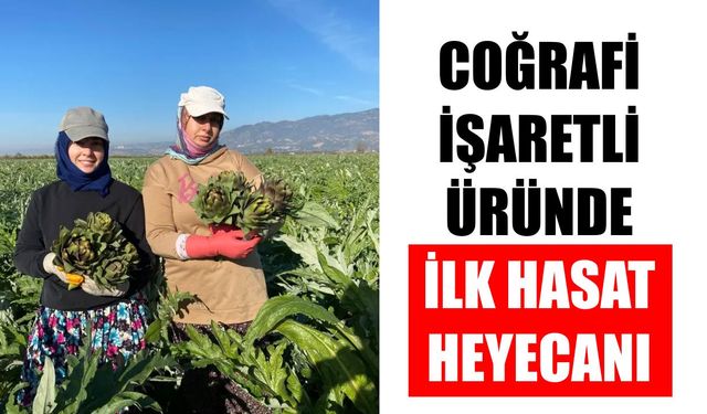 Aydın’da sezon hareketlendi: Coğrafi işaretli üründe ilk hasat heyecanı